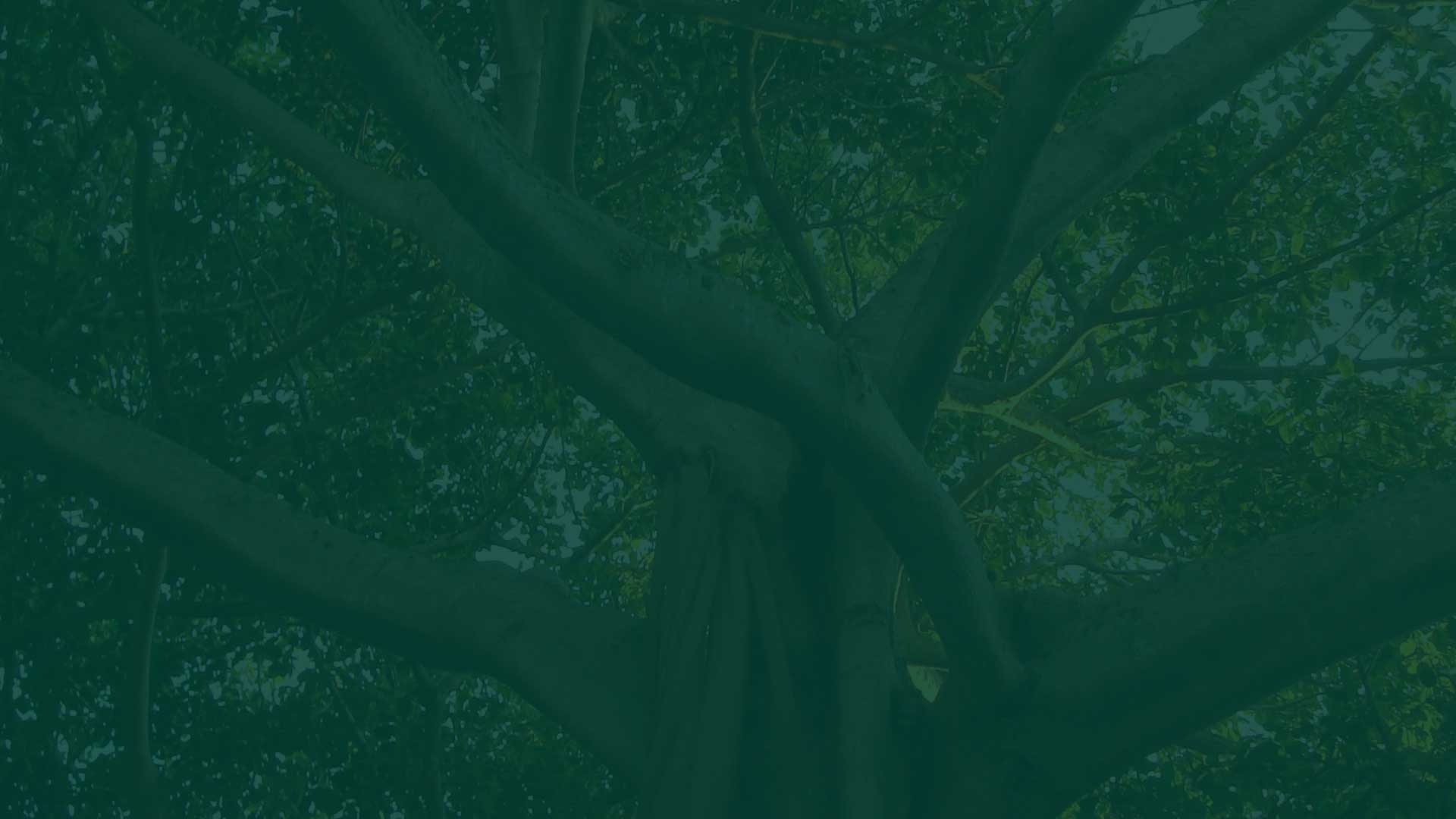 Maestría en Agroecología y Sistemas Alimentarios Regenerativos